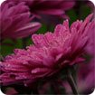 Colors of Nature theme