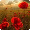 German Landscapes theme