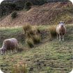 New Zealand Landscapes: One Tree Hill theme